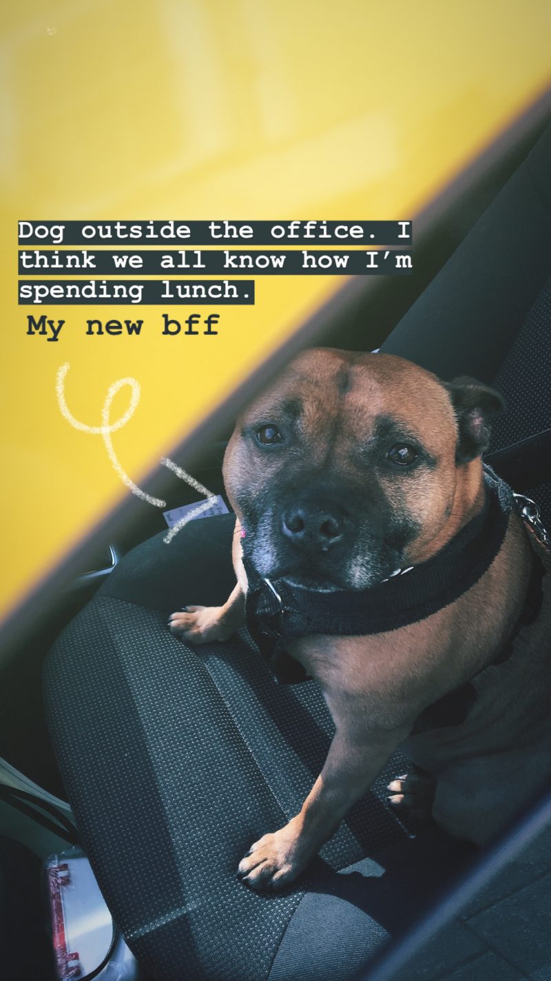 instagram dog story image